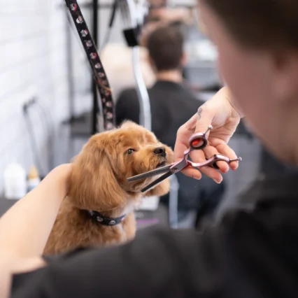 The Pet Stylist Theory Bundle